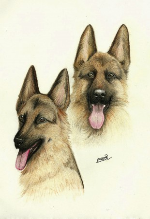German Shepard