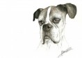 /album/dog-drawing/%e3%82%b9%e3%82%ad%e3%83%a3%e3%83%b30002-jpg/
